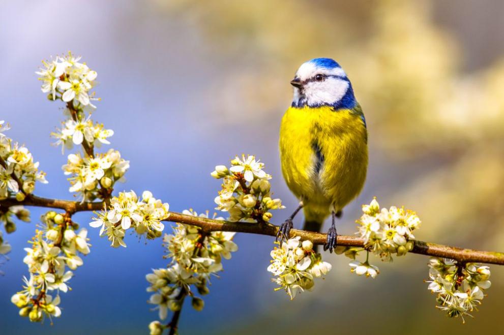 времето пролет 