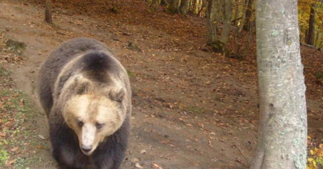 Седем нападения на мечки върху селскостопанско имущество и домашни животни