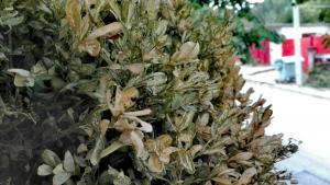 врадител чемшири