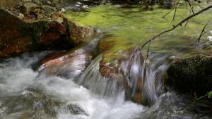 Зарибяване