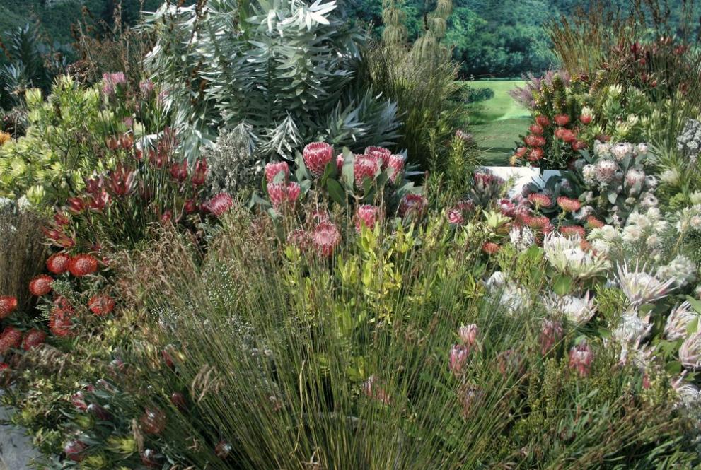 Ботаничеката градина на Кейптаун се казва Кирстенбош и впечатлява със своето разположение 