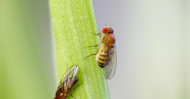 Мъжките плодови мушици се радват повече на оргазмите отколкото на
