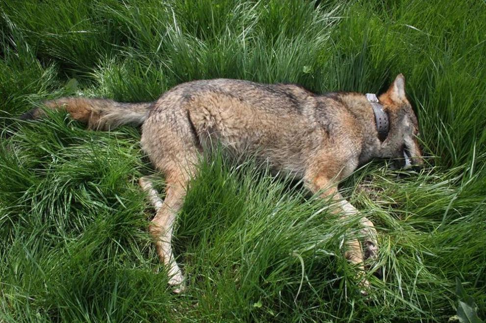Вълкът е умрял на 19 април, а е бил изследван от БАБХ едва на 23 април въпреки подадения сигнал