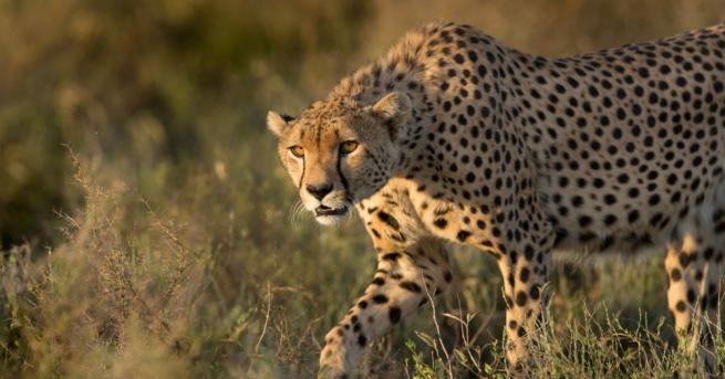 Френско семейство предприе безумния риск да бъде разкъсано от гепарди