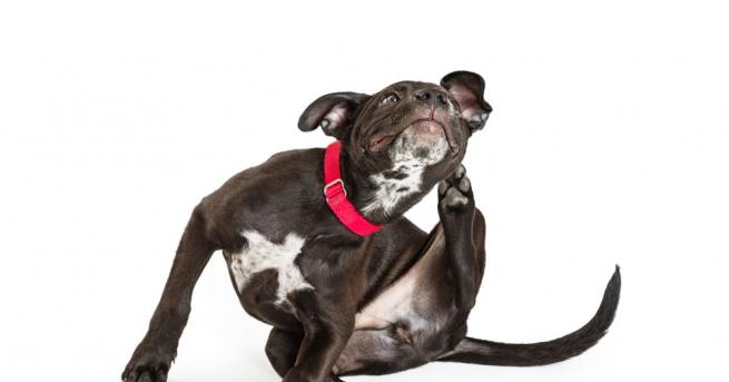 51 годишен американец от Айова бил застрелян от собственото си куче