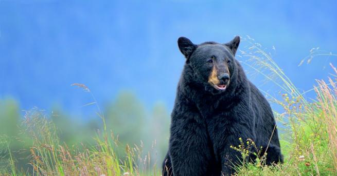 Миризмата на оставени без надзор кексчета е привлякла черна мечка
