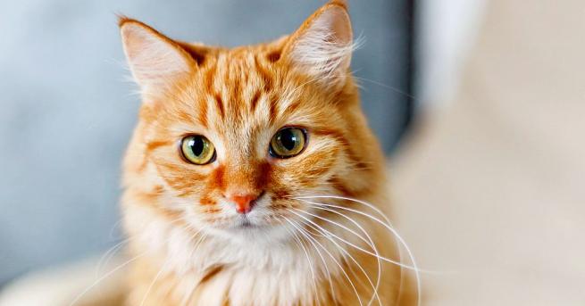 Британски автомобилист случайно засне може би най-възпитаната котка в света, която
