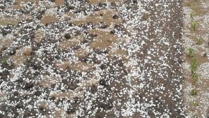 градушка Добролево