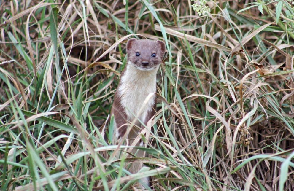  невестулка 