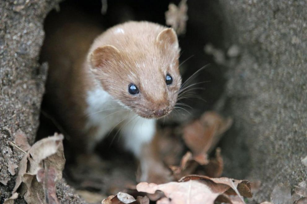  невестулка 