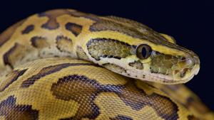 Румънският изследовател Раду Френциу откри най дългата дива змия в