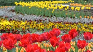 програма празник на града