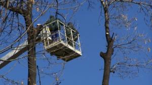 оформят корони на дървета