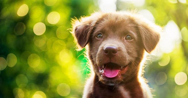 Американски психолози установиха че кученцата изглеждат най мили от шестата до