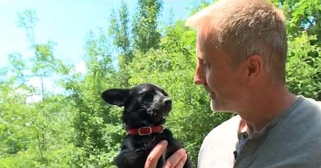 Едно британско семейство решава проблема с уличните кучета в Община