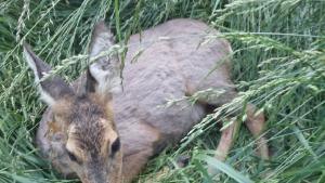 сърна Смолян