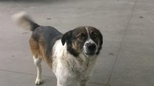 Русе кучета