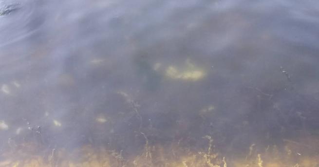 РИОСВ-Стара Загора провери сигнали за мъртва риба в река Сазлийка