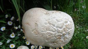 гигантска пърхутка