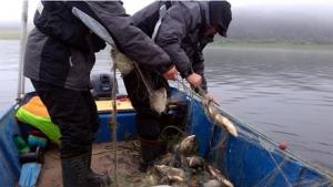 бракониери