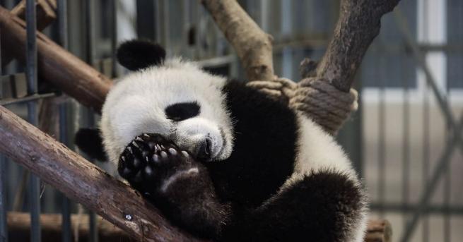 Второто бебе от гигантска панда, което се роди преди четири