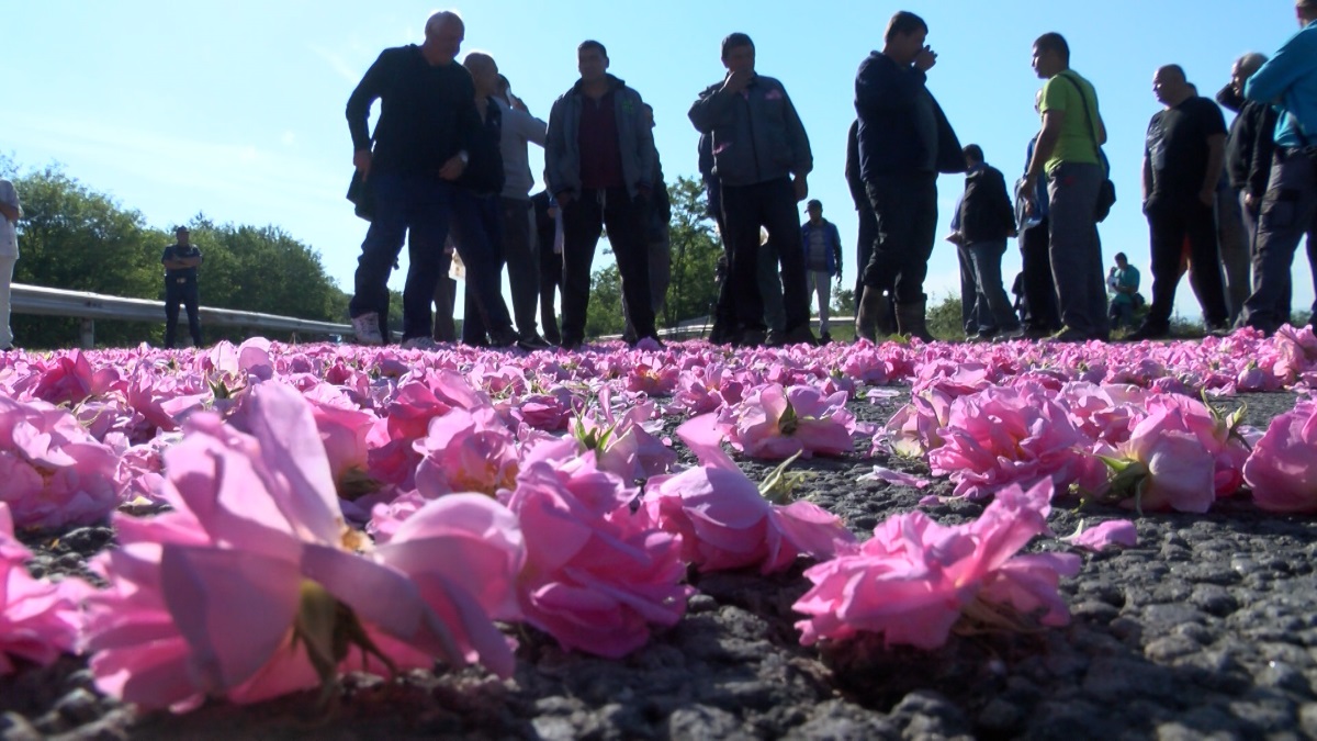 Розопроизводители от Казанлък протестираха днес срещу ниските изкупни цени на розовия цвят.Според тях вече ситуацията е извън контрол,заради обидната цена.Килограм цвят се изкупува за малко над 1 лев.При засилено полицейско присъствие производителите затвориха за малко пътя Стара Загора -Казанлък
