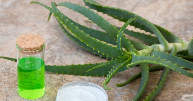 Алое вера е лечебно растение с много ползи за здравето