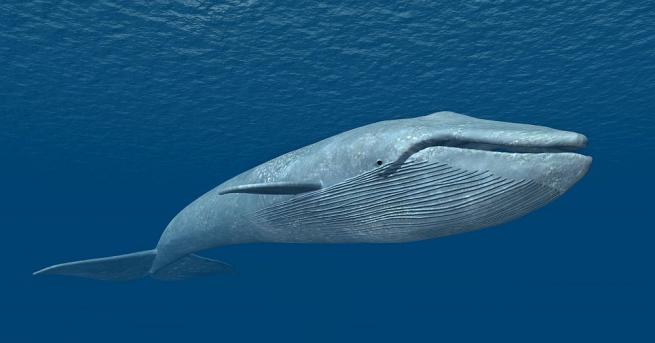 Син кит беше видян за първи път в Червено море