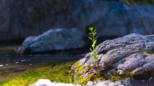 вода природа пролет слънце