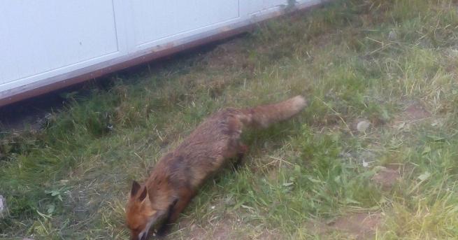 Лисица се превърна в истинска атракция за туристите в Пампорово