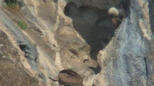 лешоядчета