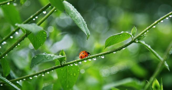 Калинката от вида Harmonia axyridis по известна като многоцветна азиатска калинка
