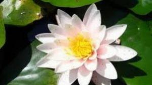 водна лилия