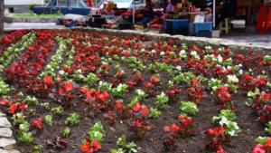 ученици засаждане цветя