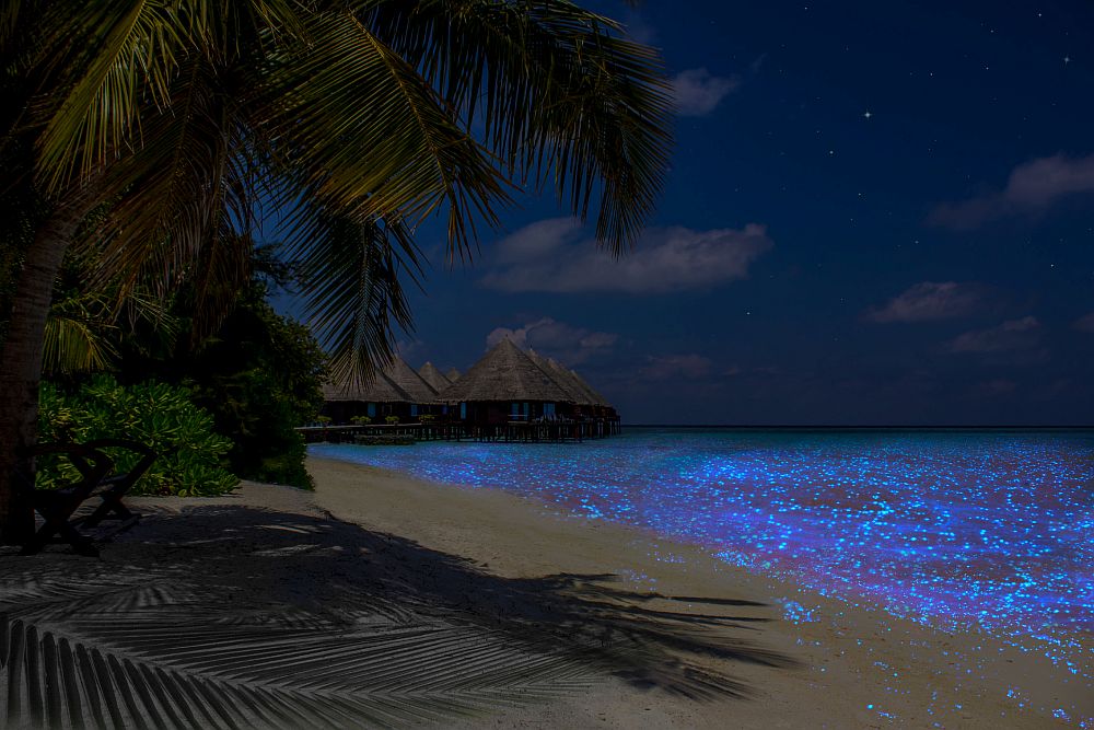 <strong>Светещия плаж на остров Ваадху, Малдивите </strong><br>
<br>
За този плаж казват, че изглежда като нощно небе пълно със звезди. За това заслуга имат фитопланктоните, които светят като светулки.