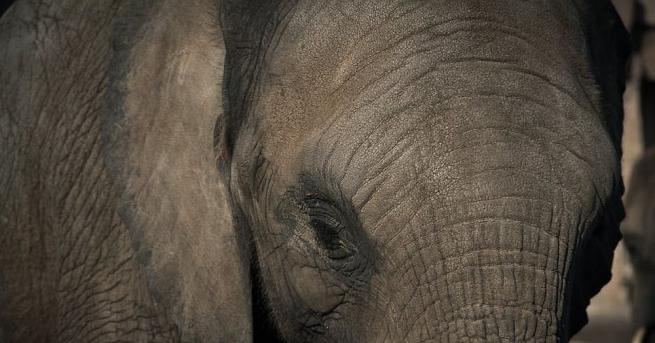 Слон избяга от зоологическа градина в Западна Германия и се