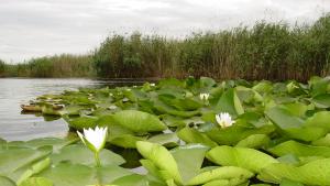 водни лилии