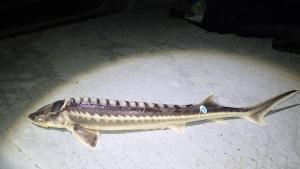 руската есетра