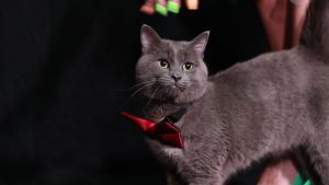 котаръкът Владимир