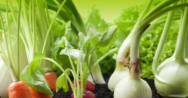Вследствие на глобалното затопляне зеленчуците ще се срещат по рядко навсякъде