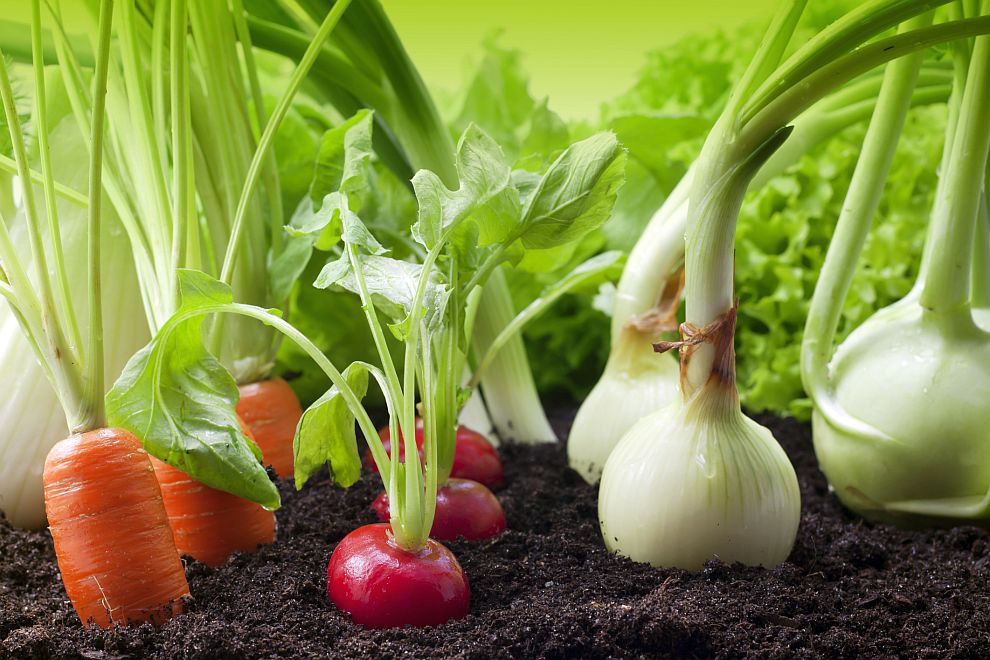 Вследствие на глобалното затопляне зеленчуците ще се срещат по-рядко навсякъде на нашата планета