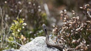 Усойница змия