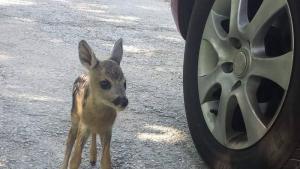 сърна сърничка смолян