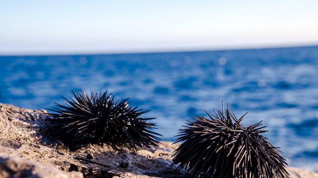 Морските таралежи виждат с краката си