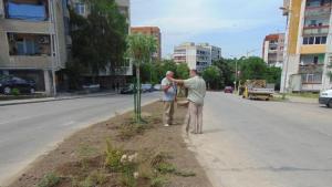 дръвчета