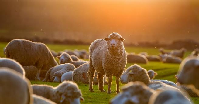 Петстотин овце сложиха край на живота си в Турция след