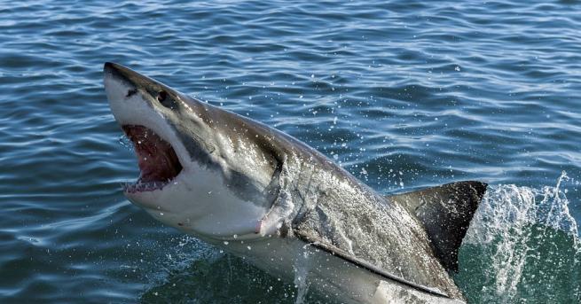 Сърфист загуби живота си след свирепо нападение на бяла акула