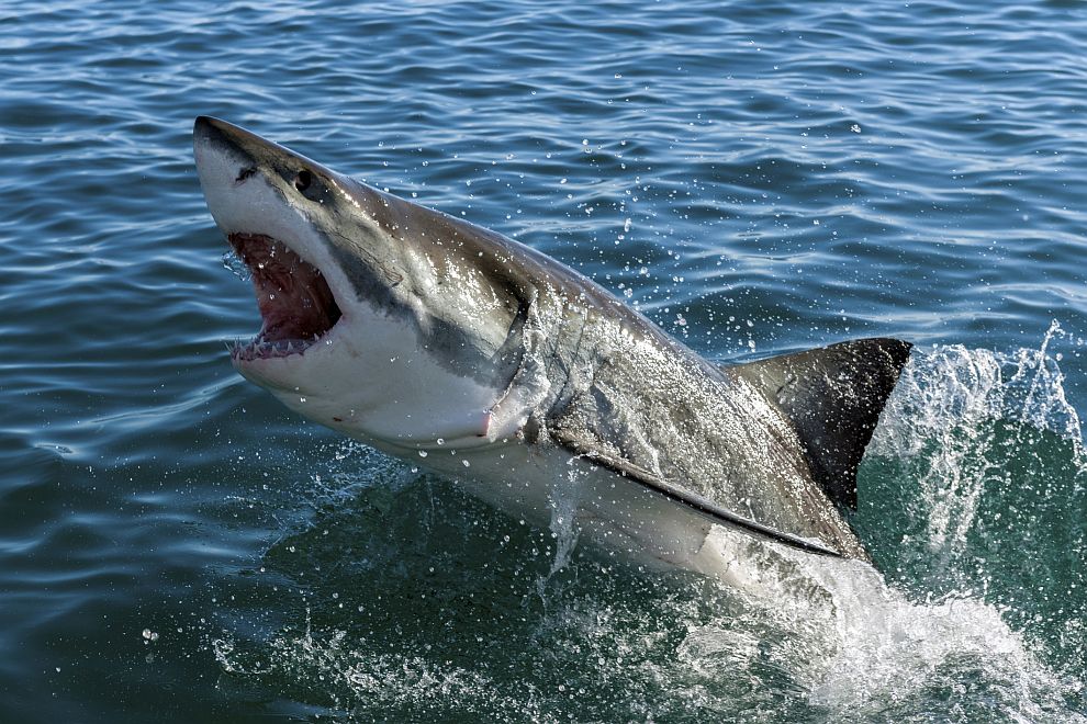 Някои видове акули наистина могат да убият човек, но това се случва рядко