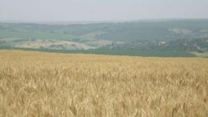 жито кампания