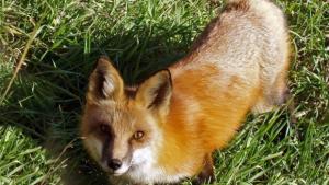 бяс пръскане